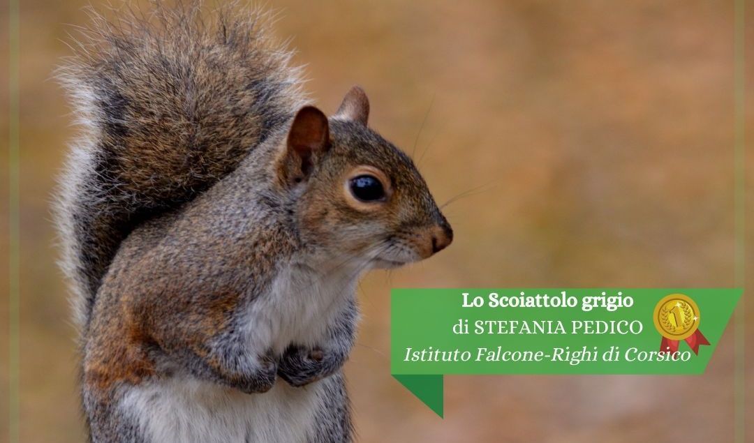 immagine evento